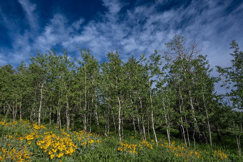 USA, Wyoming. Arrowleaf balsamroot wildflower and aspen trees, Bridger-Teton National Forest. art print by Howie Garber for $57.95 CAD