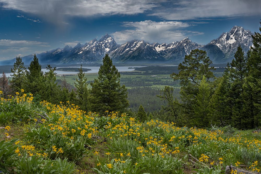 USA, Wyoming. Wildflowers and the Teton Range, from the Grand Teton to Mount Moran, Grand Teton NP art print by Howie Garber for $57.95 CAD