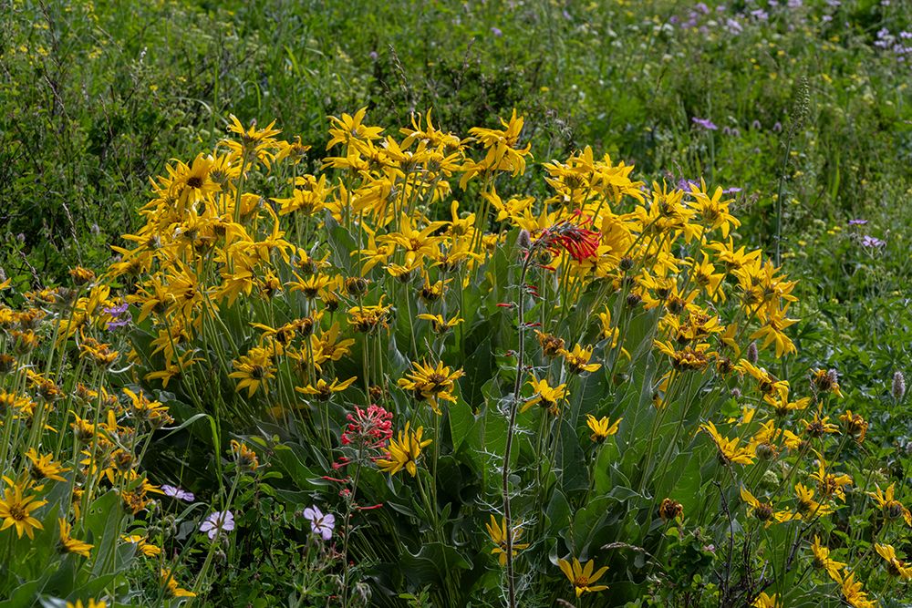 USA, Wyoming. Arrowleaf balsamroot and scarlet gilia wildflowers, Teton Mountains. art print by Howie Garber for $57.95 CAD