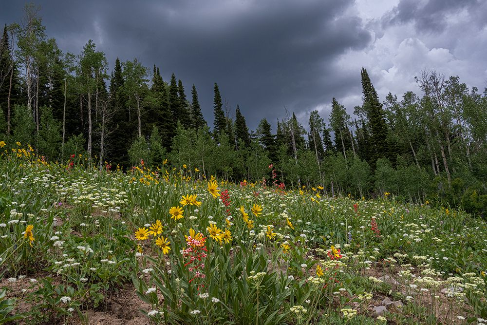 USA, Wyoming. Meadow with wildflowers and aspen trees, west side of Tetons. art print by Howie Garber for $57.95 CAD