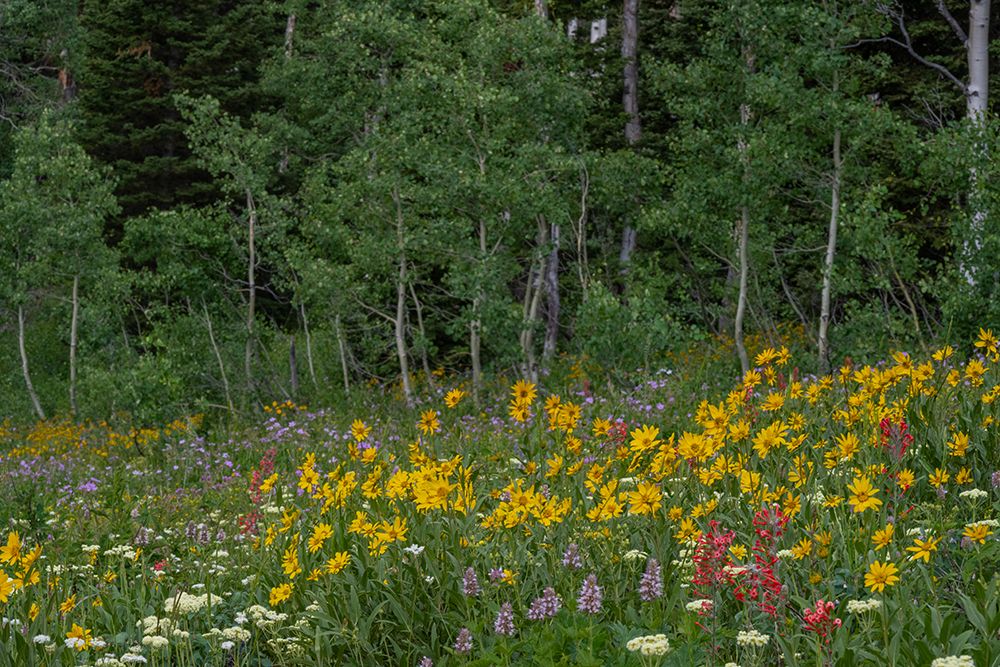 USA, Wyoming. Meadow with wildflowers and aspen trees, west side of Tetons. art print by Howie Garber for $57.95 CAD