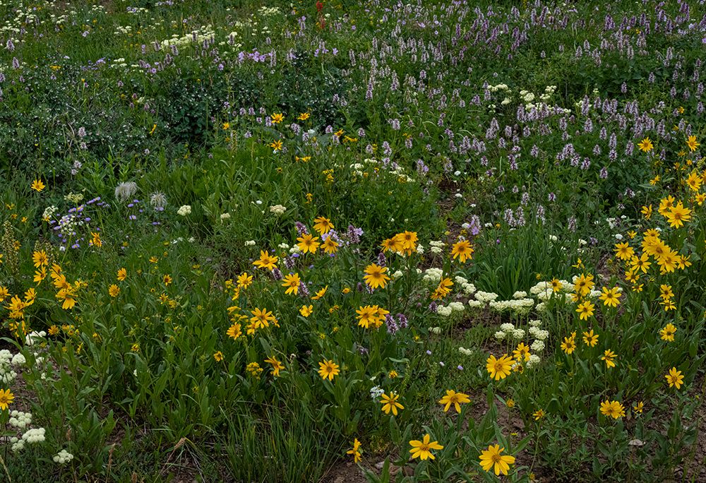 USA, Wyoming. Meadow of wildflowers on west side of Tetons. art print by Howie Garber for $57.95 CAD