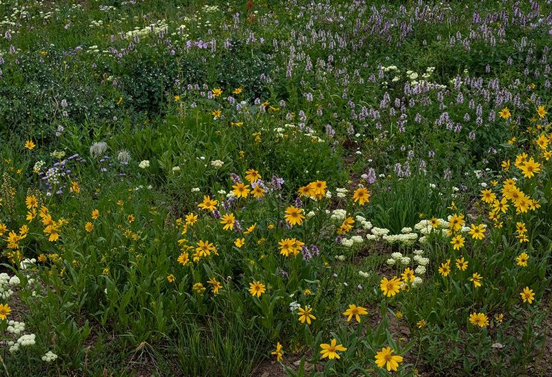 USA, Wyoming. Meadow of wildflowers on west side of Tetons. art print by Howie Garber for $57.95 CAD