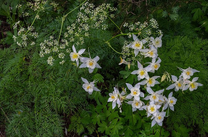 USA, Wyoming. Colorado Columbine wildflowers art print by Howie Garber for $57.95 CAD