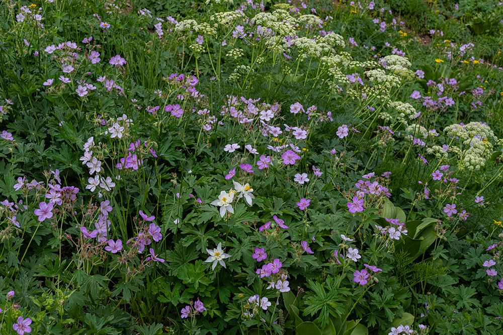 USA, Wyoming. Field of columbine, geranium, cow parsnip art print by Howie Garber for $57.95 CAD