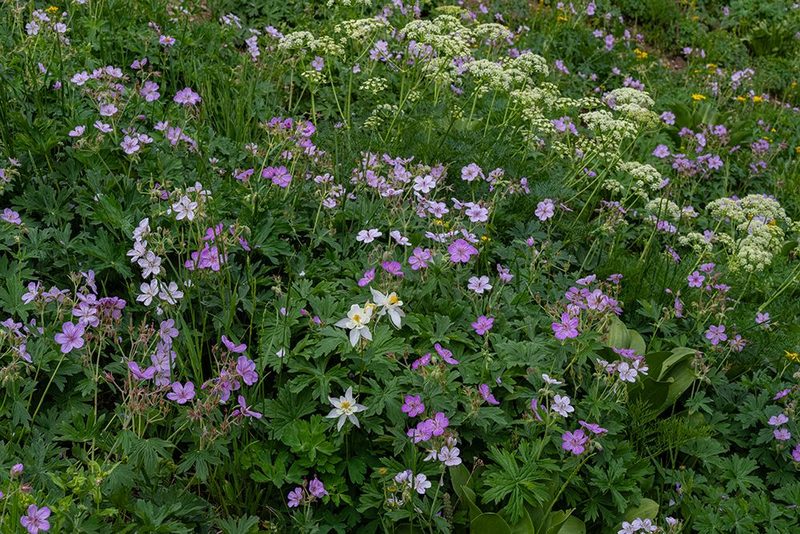 USA, Wyoming. Field of columbine, geranium, cow parsnip art print by Howie Garber for $57.95 CAD