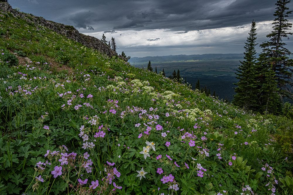USA, Wyoming. Field of columbine, geranium, cow parsnip and view of Teton Valley. art print by Howie Garber for $57.95 CAD