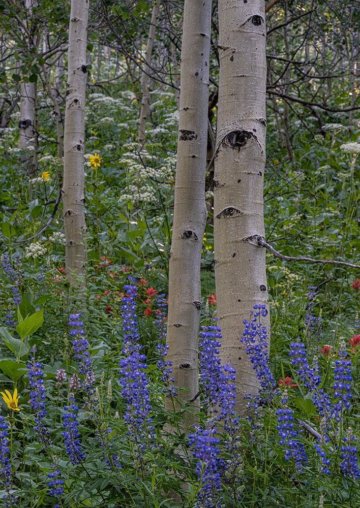 USA, Wyoming. Aspen trunks and lupine wildflowers, Teton Mountains art print by Howie Garber for $57.95 CAD