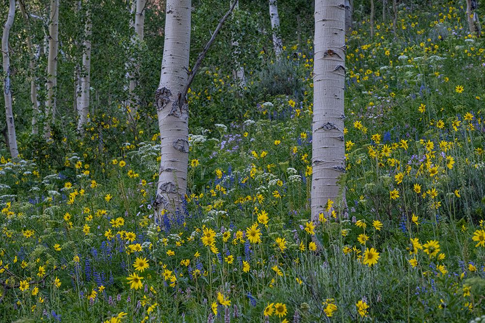 USA, Wyoming. Aspen trunks with Arrowleaf balsamroot and lupine, Teton Mountains art print by Howie Garber for $57.95 CAD