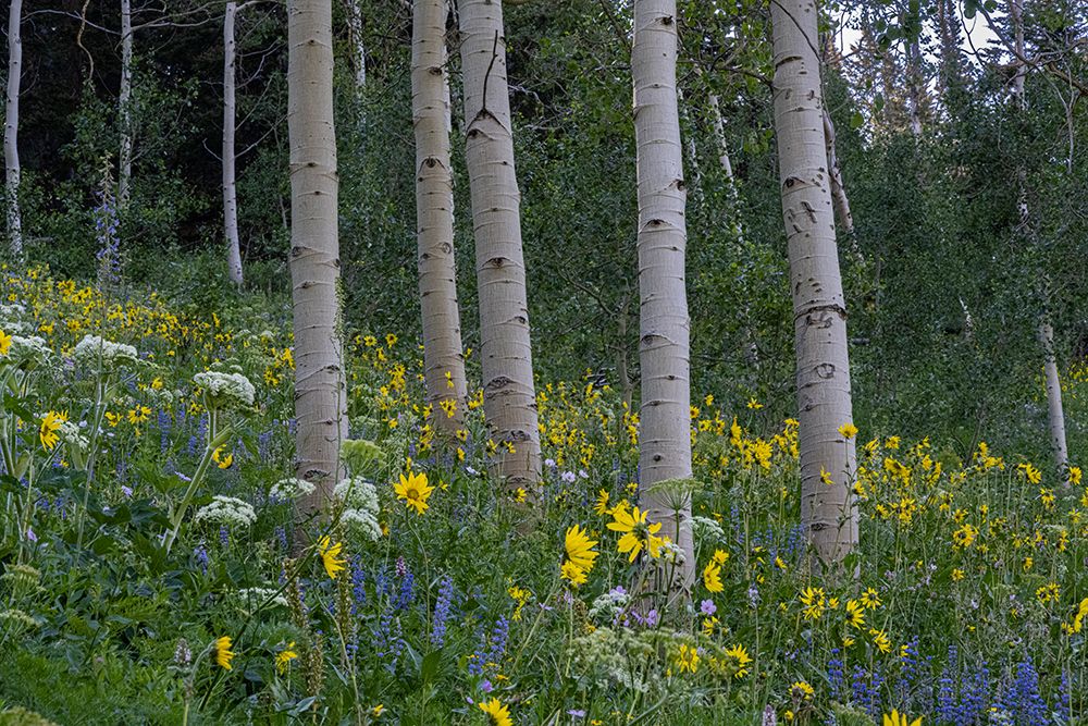 Wyoming. Arrowleaf balsamroot, cow parsnip. Lupine wildflowers and aspen trees, Jedediah Smith. art print by Howie Garber for $57.95 CAD