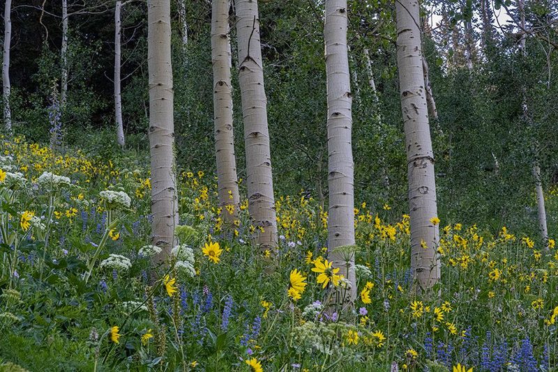 Wyoming. Arrowleaf balsamroot, cow parsnip. Lupine wildflowers and aspen trees, Jedediah Smith. art print by Howie Garber for $57.95 CAD