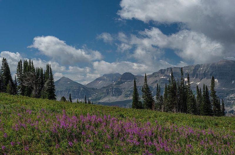 USA, Wyoming. Fireweed in meadow, Jedediah Smith Wilderness. art print by Howie Garber for $57.95 CAD