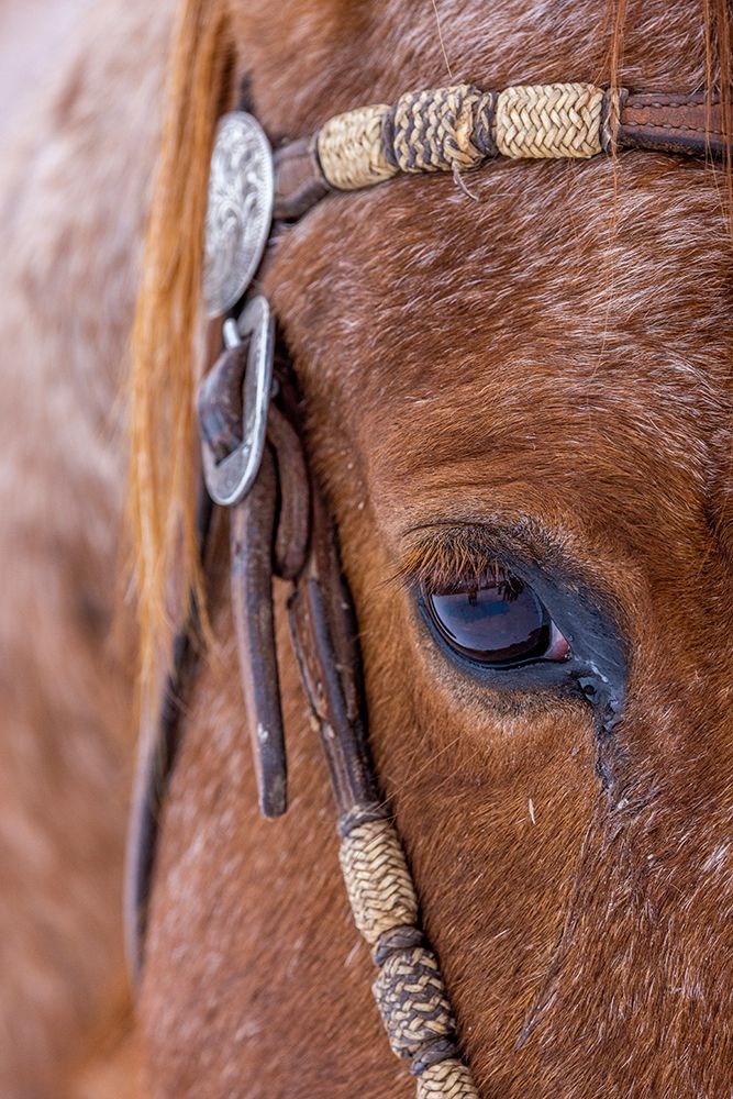 USA- Wyoming. Hideout Horse Ranch- horse detail. art print by Hollice Looney for $57.95 CAD