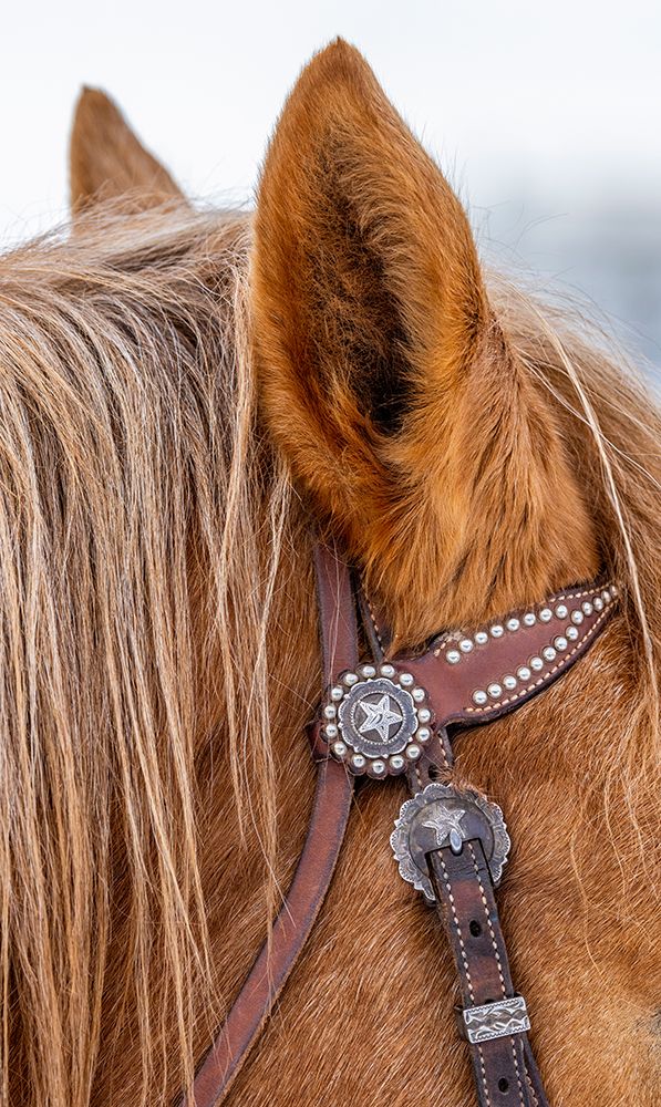 USA- Wyoming. Hideout Horse Ranch- horse detail. art print by Hollice Looney for $57.95 CAD
