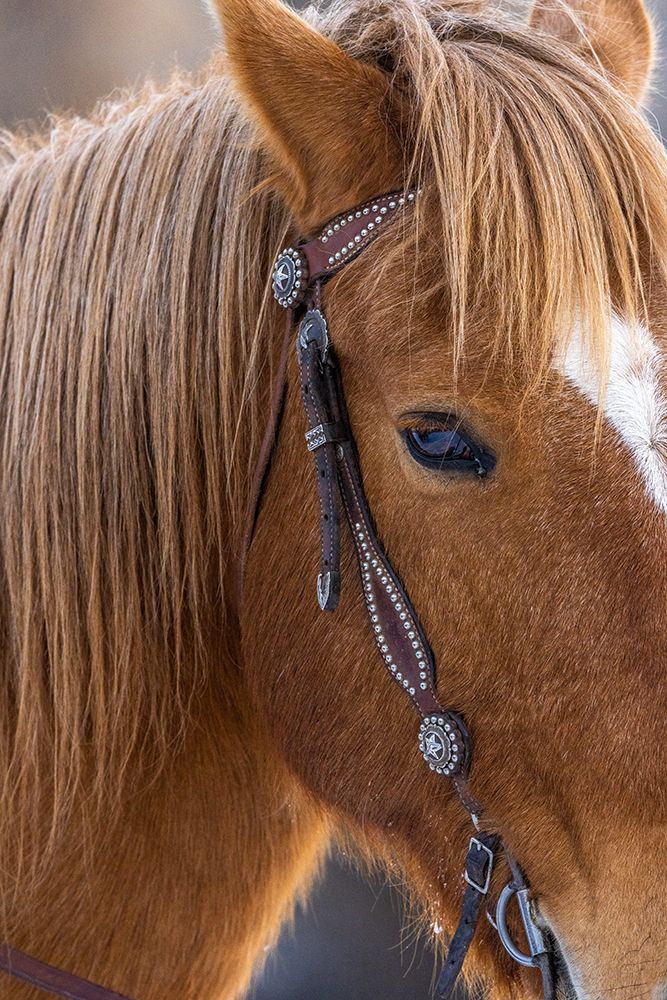 USA- Wyoming. Hideout Horse Ranch- horse detail. art print by Hollice Looney for $57.95 CAD