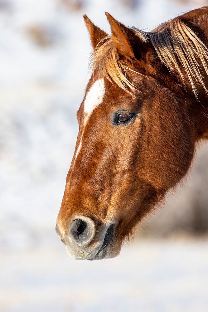USA- Wyoming. Hideout Horse Ranch- horse detail. art print by Hollice Looney for $57.95 CAD