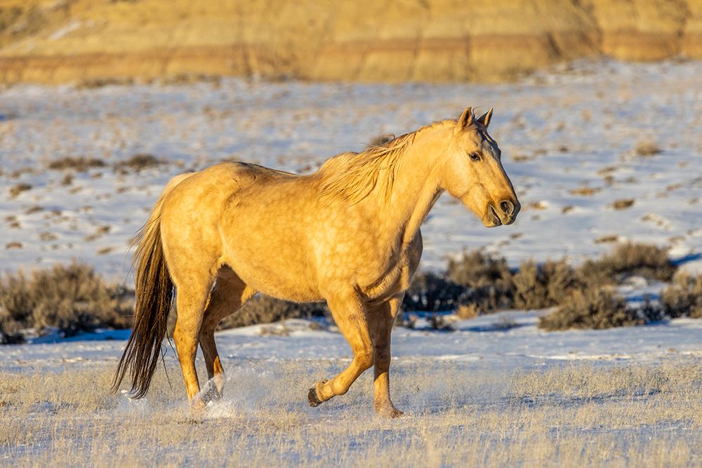 USA- Wyoming. Hideout Horse Ranch- horse in snow. art print by Hollice Looney for $57.95 CAD