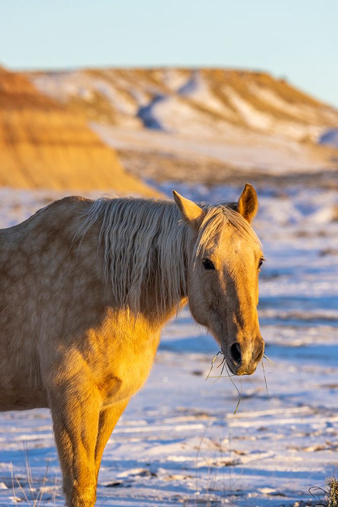 USA- Wyoming. Hideout Horse Ranch- horse in snow. art print by Hollice Looney for $57.95 CAD