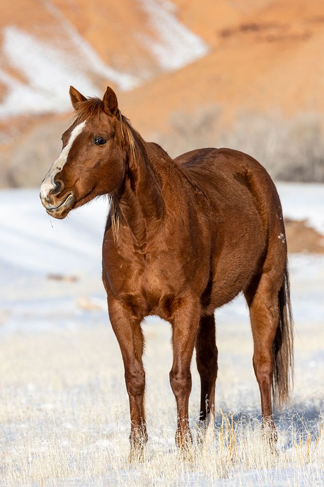 USA- Wyoming. Hideout Horse Ranch- horse in snow. art print by Hollice Looney for $57.95 CAD
