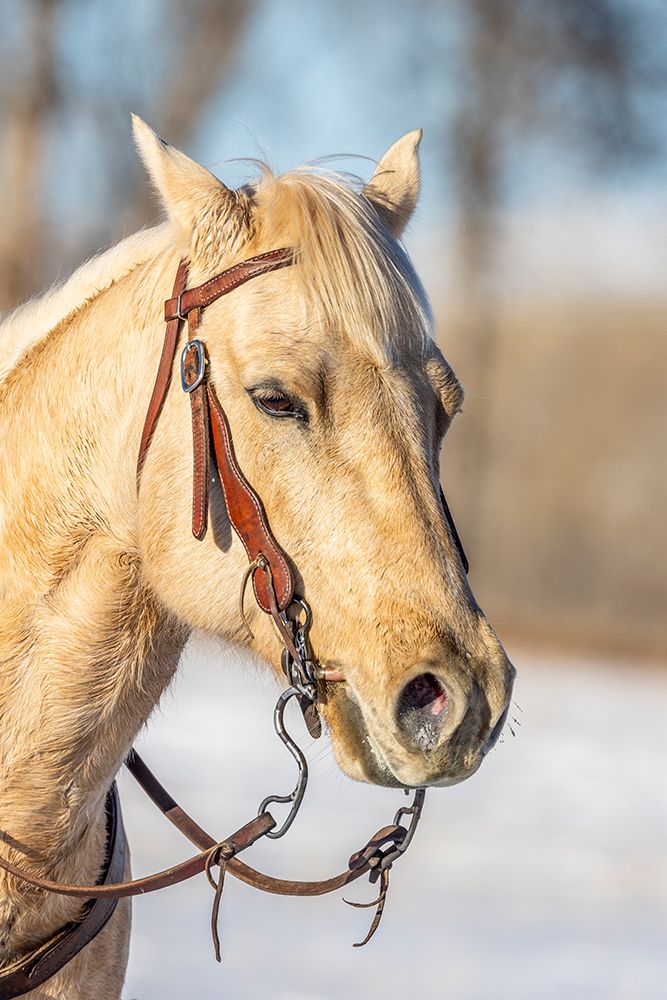 USA- Wyoming. Hideout Horse Ranch- horse portrait. art print by Hollice Looney for $57.95 CAD