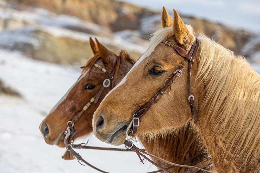 USA- Wyoming. Hideout Horse Ranch- horses at Rest in the snow. art print by Hollice Looney for $57.95 CAD