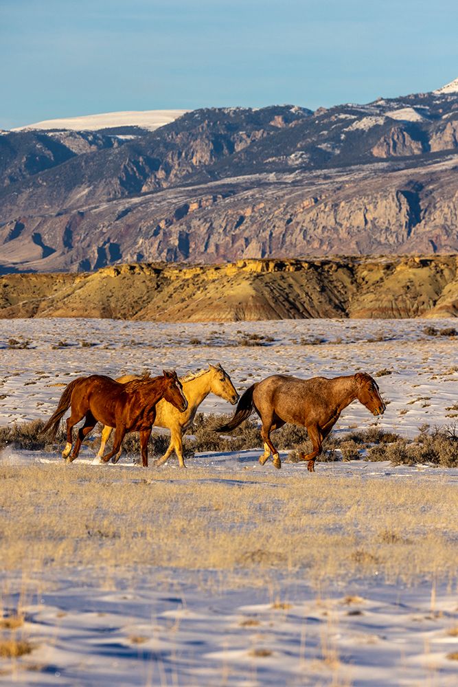 USA- Wyoming. Hideout Horse Ranch- horses in snow. art print by Hollice Looney for $57.95 CAD