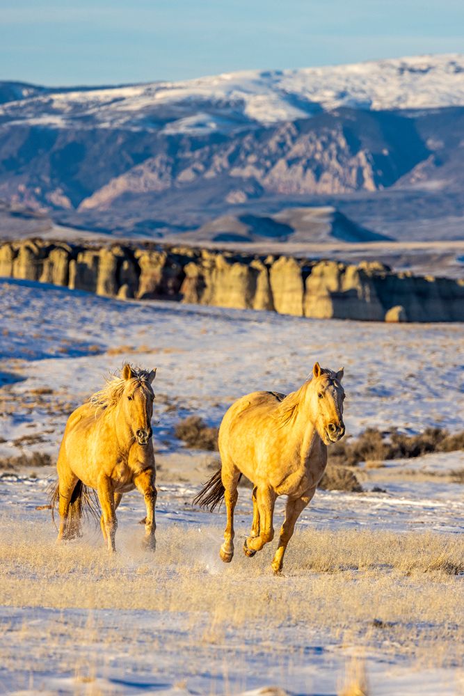 USA- Wyoming. Hideout Horse Ranch- horses in snow. art print by Hollice Looney for $57.95 CAD