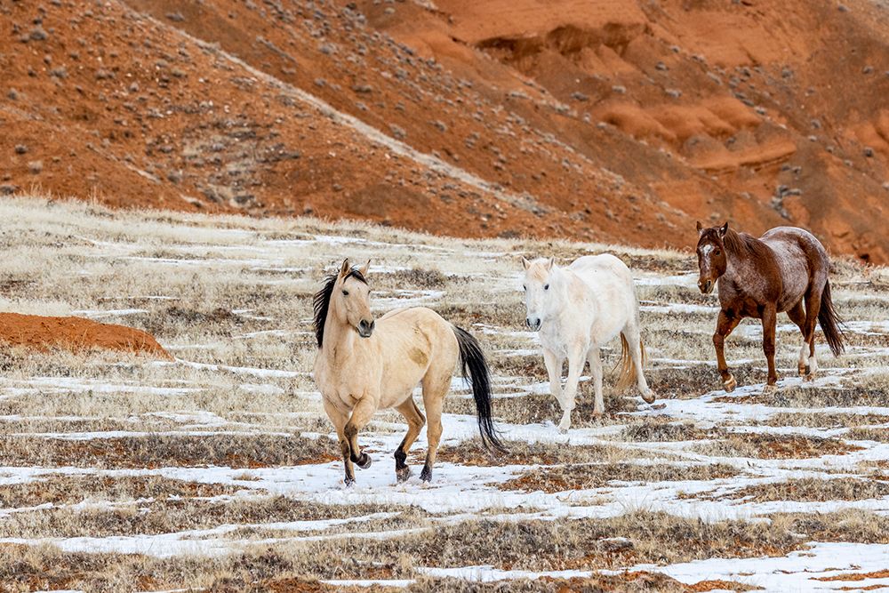 USA- Wyoming. Hideout Horse Ranch- horses in snow. art print by Hollice Looney for $57.95 CAD