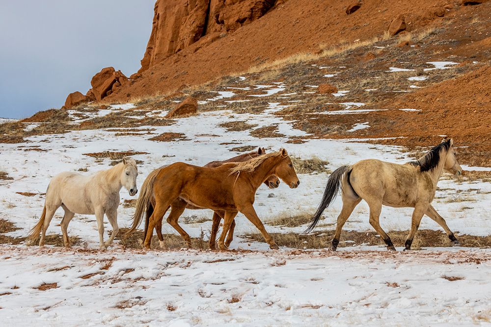 USA- Wyoming. Hideout Horse Ranch- horses in snow. art print by Hollice Looney for $57.95 CAD