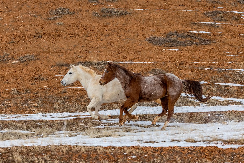 USA- Wyoming. Hideout Horse Ranch- horses in snow. art print by Hollice Looney for $57.95 CAD