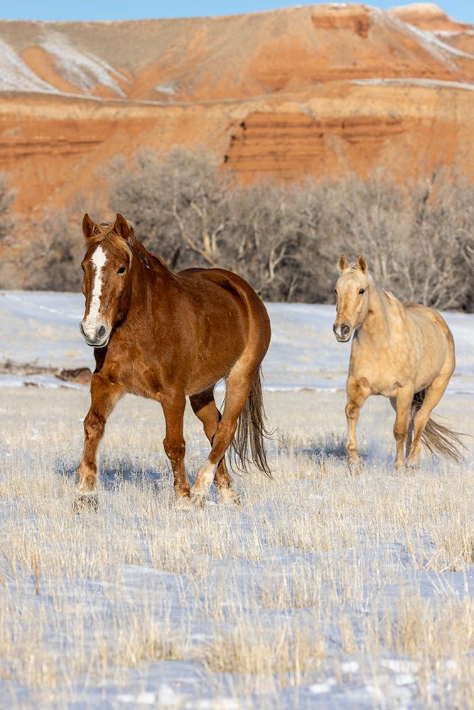 USA- Wyoming. Hideout Horse Ranch- horses in snow. art print by Hollice Looney for $57.95 CAD