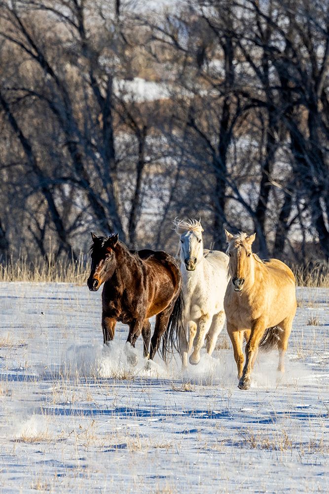 USA- Wyoming. Hideout Ranch- horses running. art print by Hollice Looney for $57.95 CAD