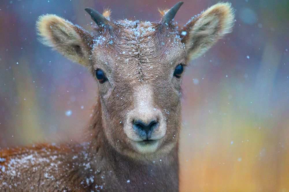 Wyoming. A young mountain goats first snow. art print by Janet Muir for $57.95 CAD