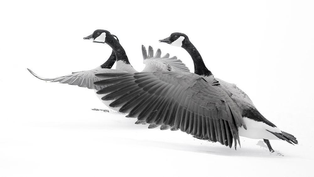 Wyoming. Two Canadian geese taking flight. art print by Janet Muir for $57.95 CAD