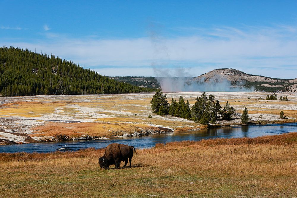 Yellowstone National Park-USA-Wyoming Buffalo and Old Faithful art print by Jolly Sienda for $57.95 CAD