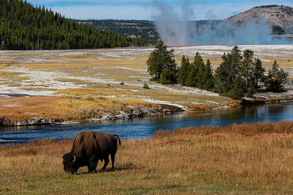 Yellowstone National Park-USA-Wyoming Buffalo and Old Faithful art print by Jolly Sienda for $57.95 CAD