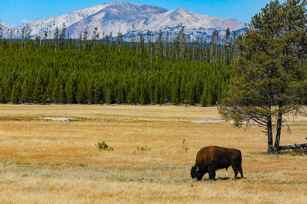 Yellowstone National Park-Wyoming-USA Buffalo art print by Jolly Sienda for $57.95 CAD