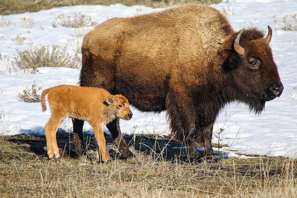 Yellowstone NP, Wyoming, Lamar Valley, USA. Spring, baby bison and mother on grassy field with snow art print by Jolly Sienda for $57.95 CAD