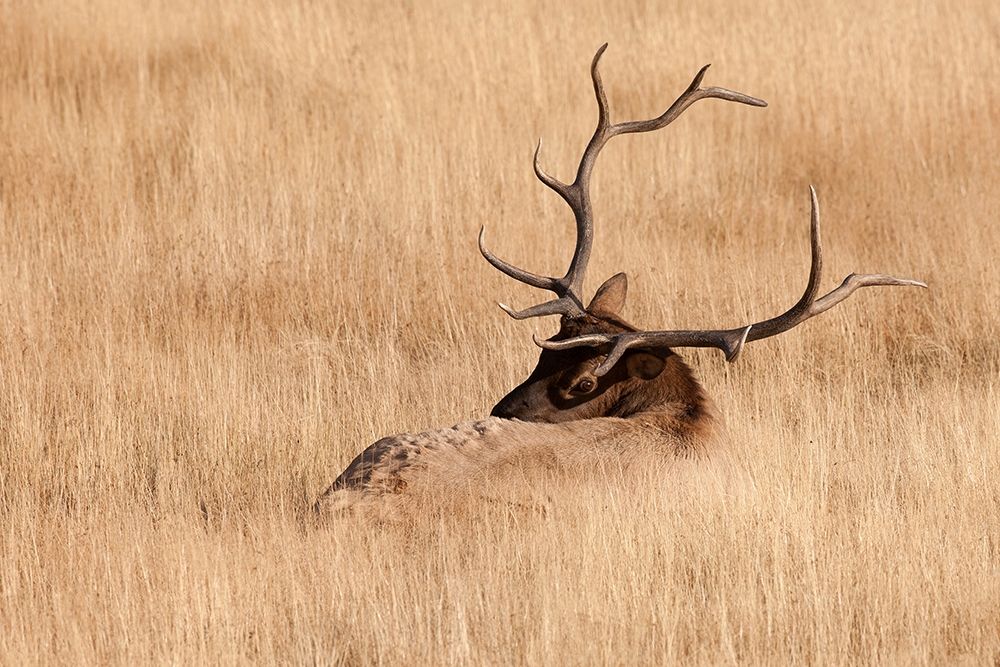 WY-Yellowstone National Park-Bull Elk-in meadow-(Cervus elaphus) art print by Jamie and Judy Wild for $57.95 CAD