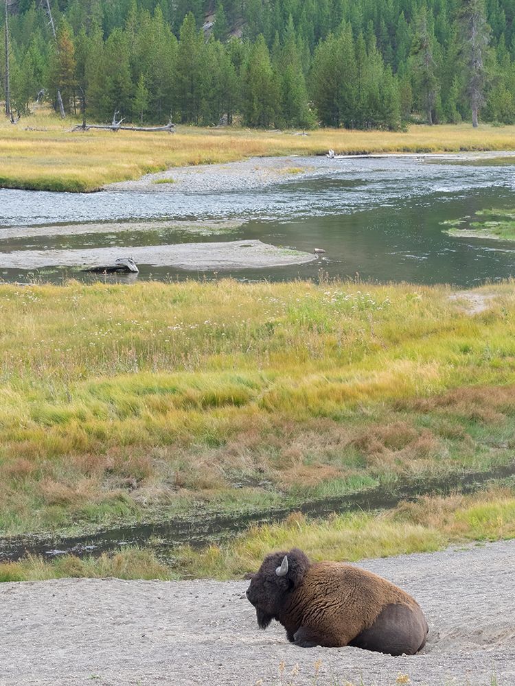 Wyoming- Yellowstone National Park. Mature Bull Bison art print by Jamie and Judy Wild for $57.95 CAD