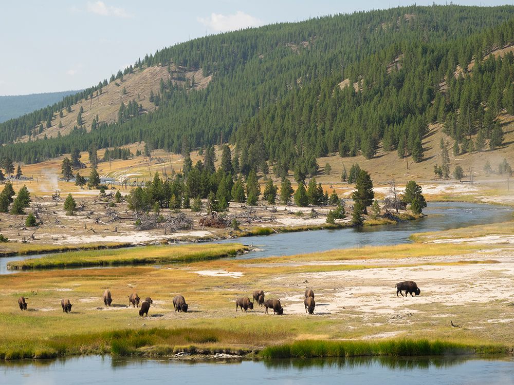 Wyoming- Yellowstone National Park. Bison herd and Firehole River art print by Jamie and Judy Wild for $57.95 CAD