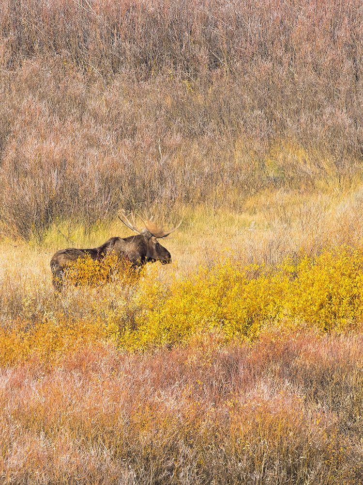 Wyoming- Grand Teton National Park. Willow Flats- bull moose art print by Jamie and Judy Wild for $57.95 CAD
