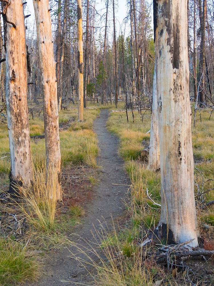 Wyoming- Grand Teton National Park. Trail through fire burned lodgepole pine trees art print by Jamie and Judy Wild for $57.95 CAD
