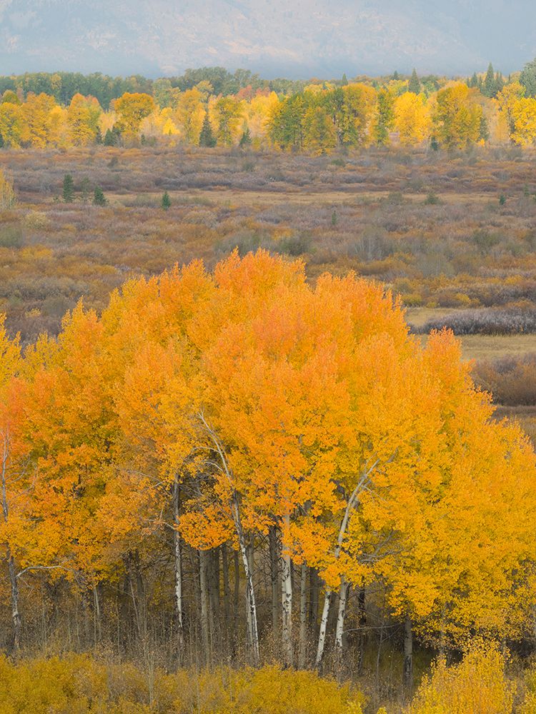 Wyoming- Grand Teton National Park. Golden Aspen trees art print by Jamie and Judy Wild for $57.95 CAD