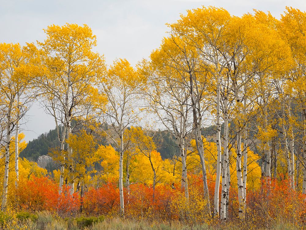 Wyoming- Grand Teton National Park. Golden Aspen trees art print by Jamie and Judy Wild for $57.95 CAD
