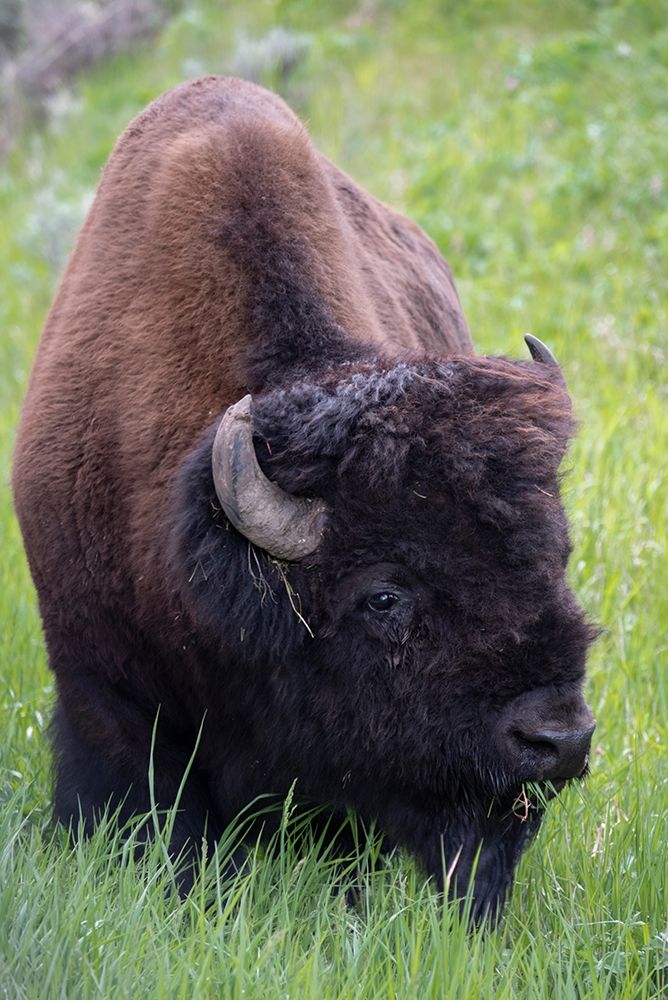 Wyoming Bison grazing-Yellowstone National Park art print by Judith Zimmerman for $57.95 CAD