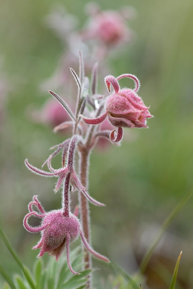 Wyoming Prairie Smoke-Yellowstone National Park art print by Judith Zimmerman for $57.95 CAD