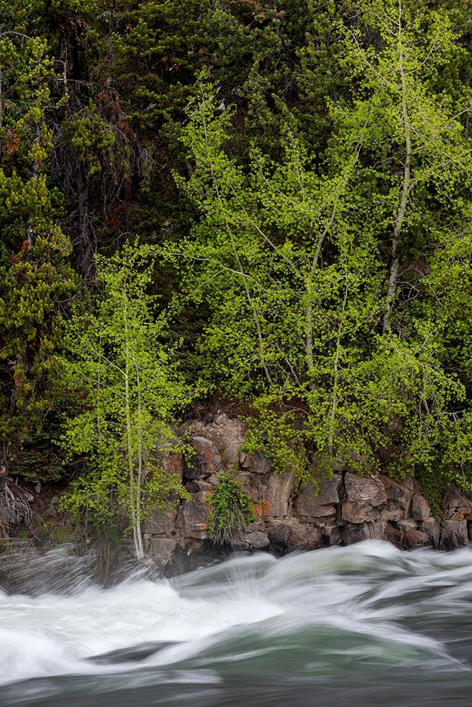 Wyoming Budding trees-La Grange Cascade-Yellowstone National Park art print by Judith Zimmerman for $57.95 CAD