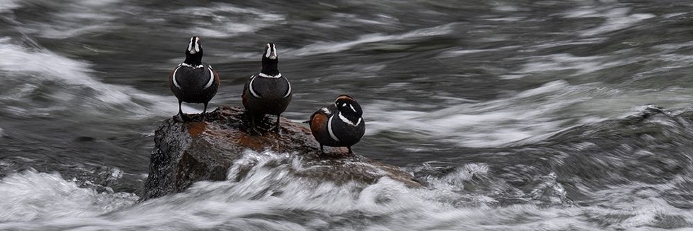 Wyoming Harlequin ducks-La Grange Cascade-Yellowstone National Park art print by Judith Zimmerman for $57.95 CAD