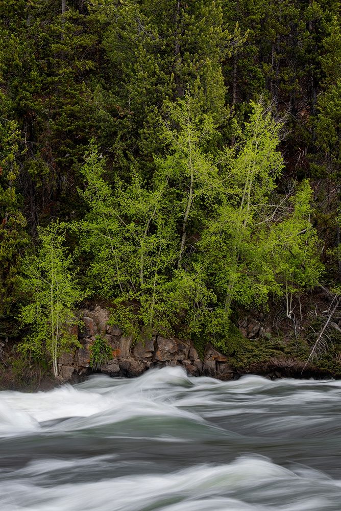 Wyoming Budding trees-La Grange Cascade-Yellowstone National Park art print by Judith Zimmerman for $57.95 CAD